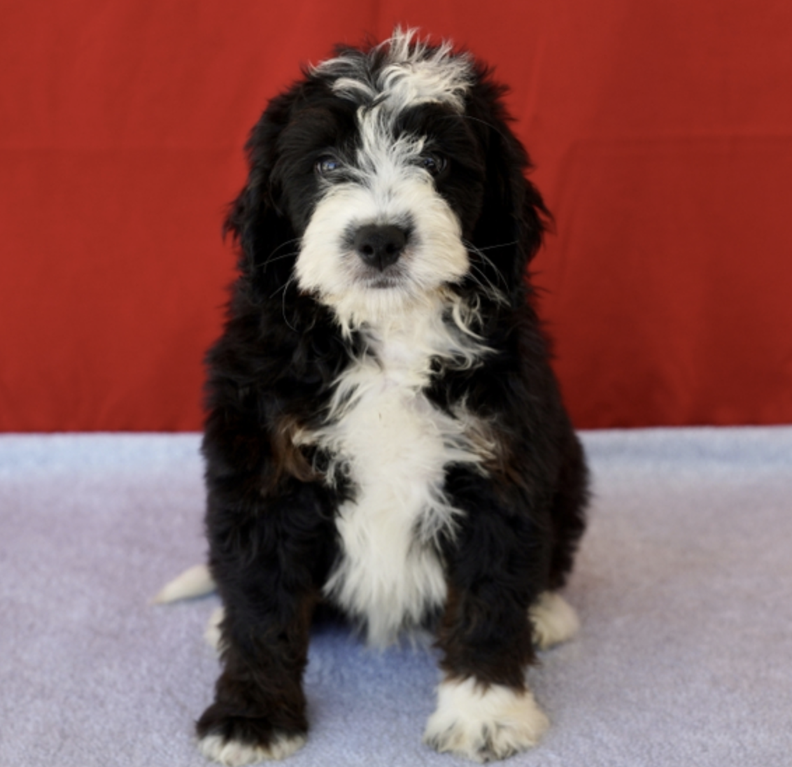 comprar cachorros sanos, baratos y asequibles para la venta